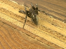 What is this spider?